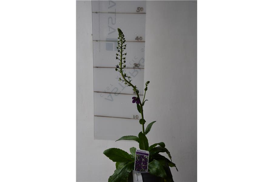 Verbascum ph. Violetta