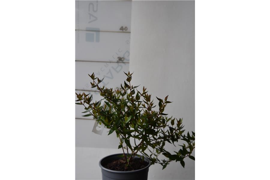 Abelia x grandiflora