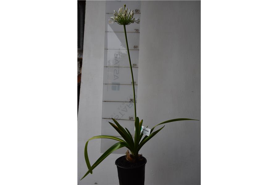 Agapanthus orientalis White