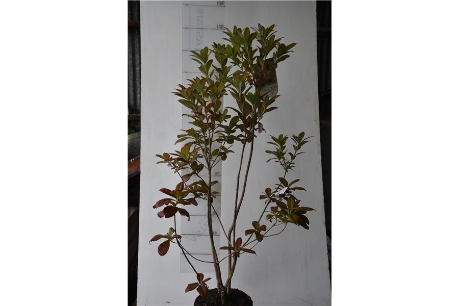 Blue Mountain Double Azalea