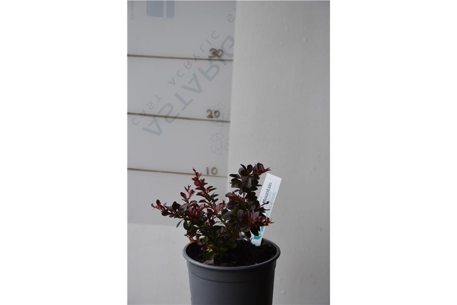 Purple Dwarf Barbary