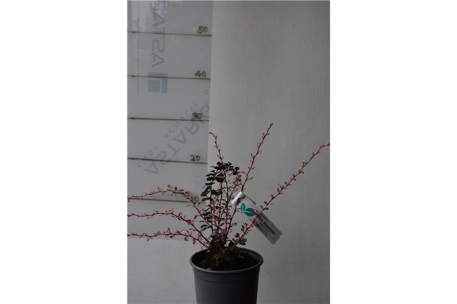 Berberis t. Silver Beauty