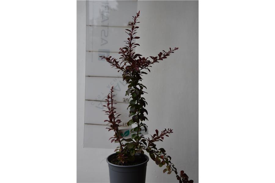 Berberis thunbergii Gold Ring