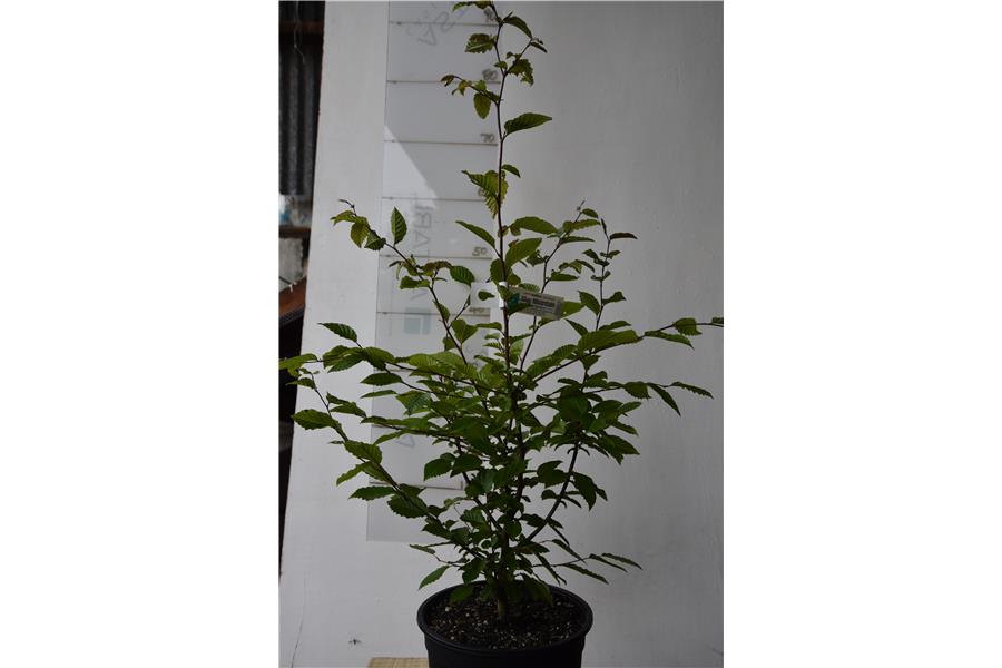 Common Hornbeam