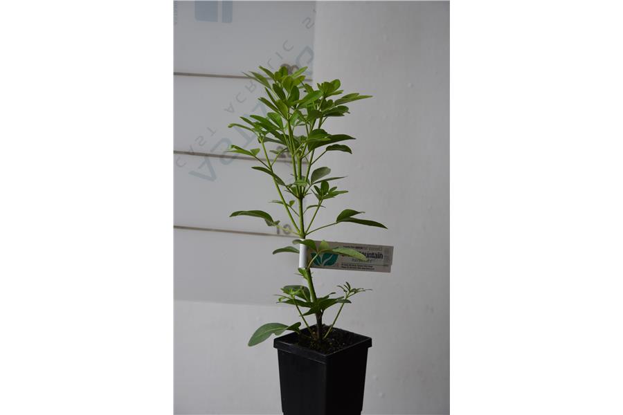 Mexican Orange Blossom