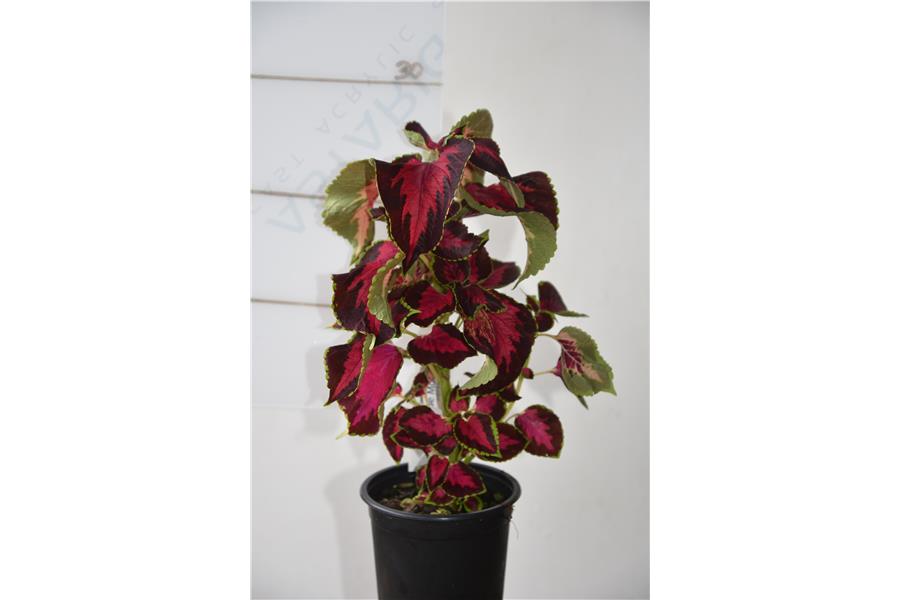 Coleus Sun Chocolate Covered Cherry