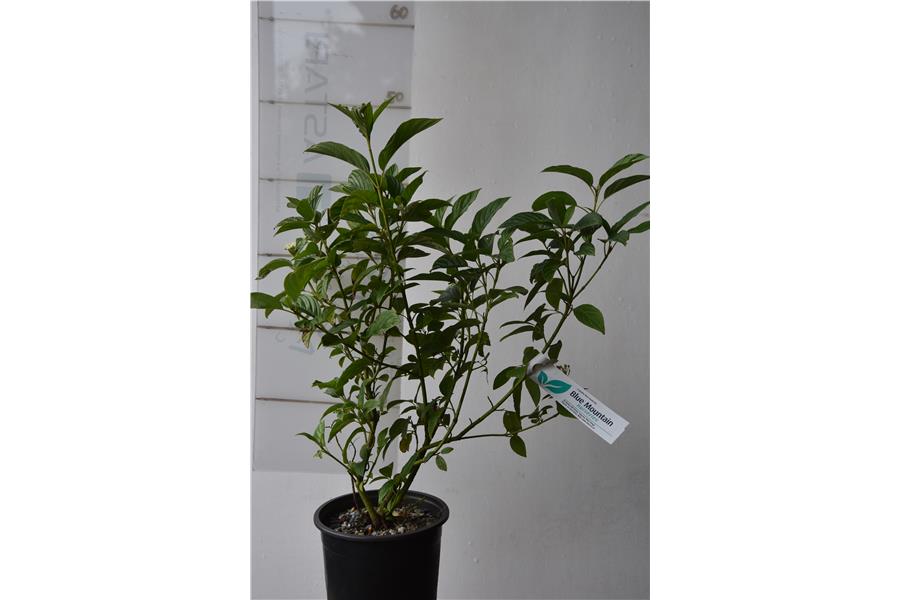 Yellow Stemmed Dogwood