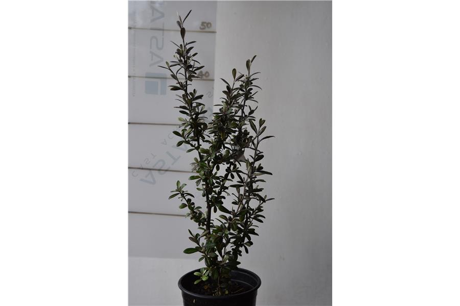 Corokia virgata Frosted Chocolate