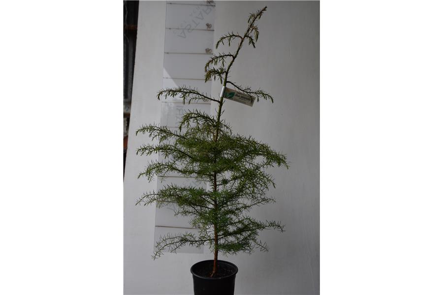 Japanese Cedar