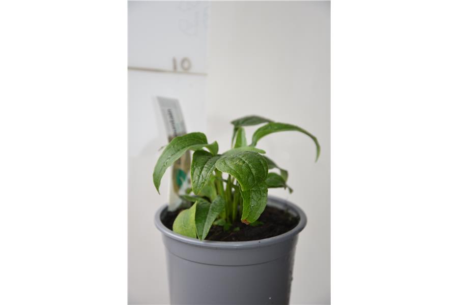 Echinacea Prairie Blaze Green