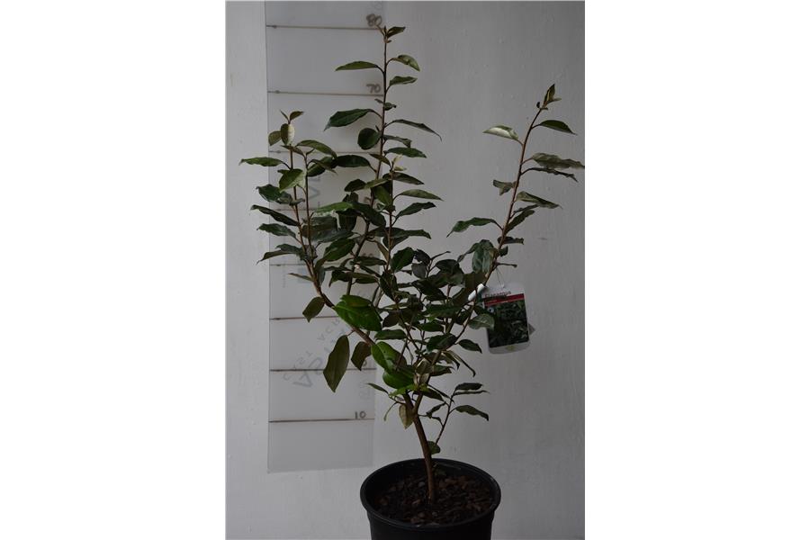 Elaeagnus x ebbingei