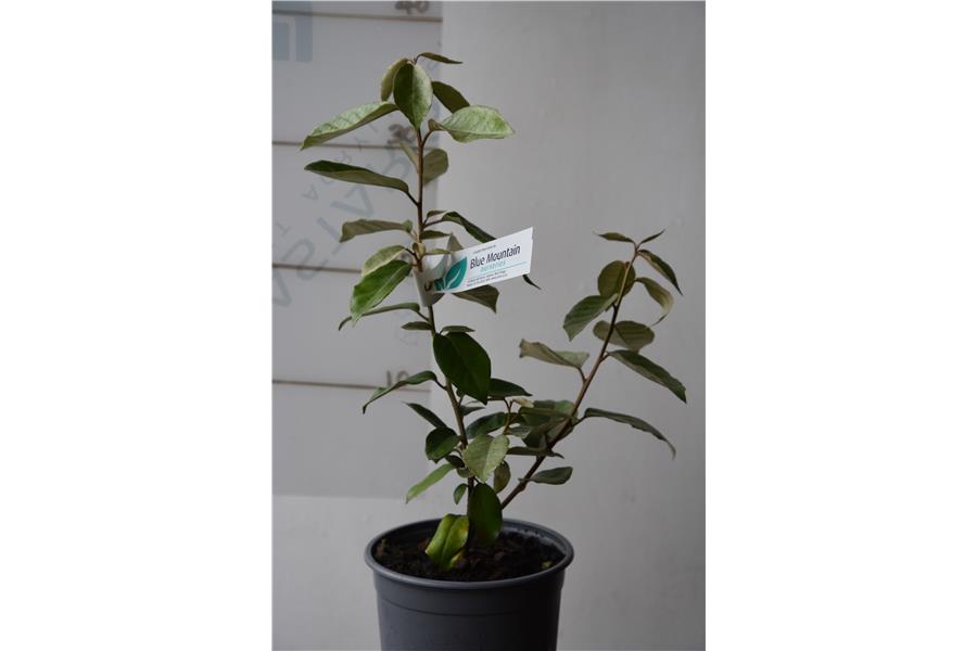 Elaeagnus x ebbingei