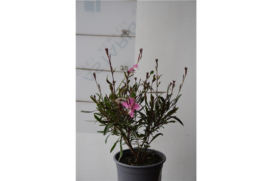 Gaura Emmeline Pink Bouquet