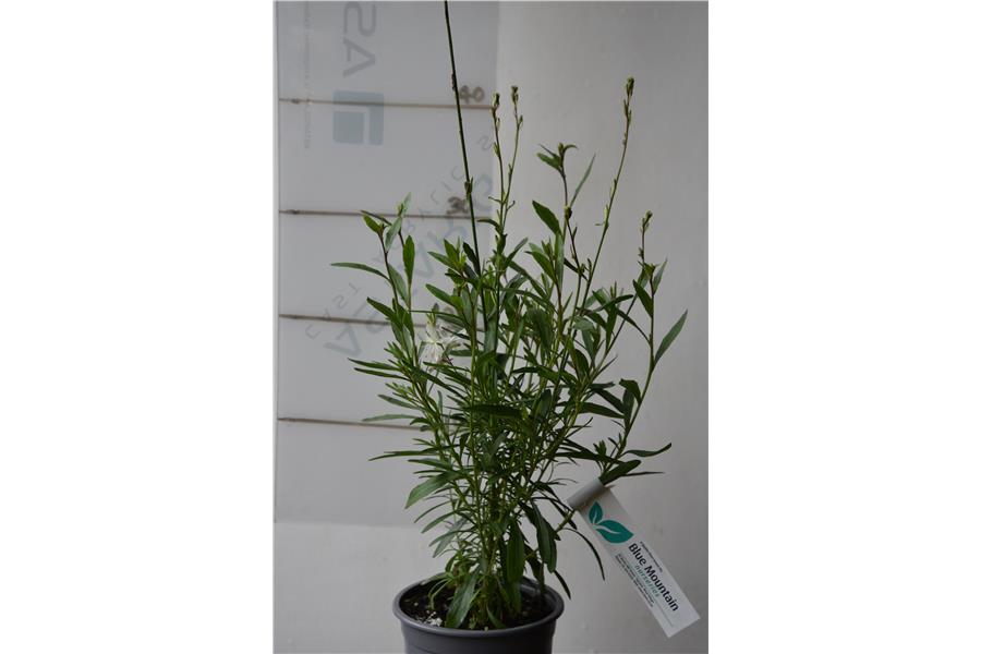 Gaura Emmeline White