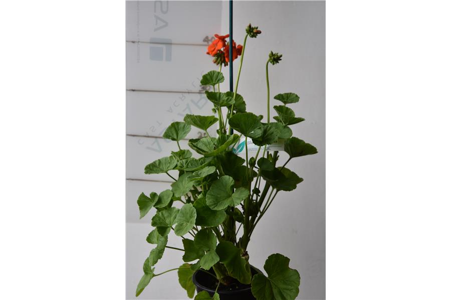 Geranium Maverick Orange