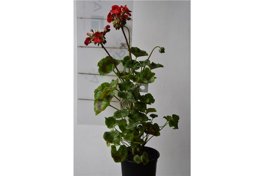 Geranium Maverick Red