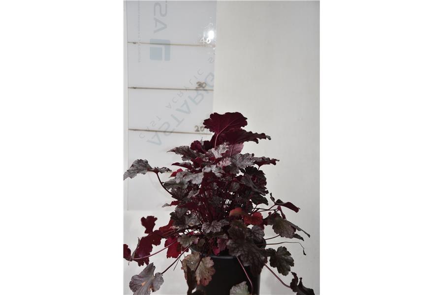 Heuchera Amethyst