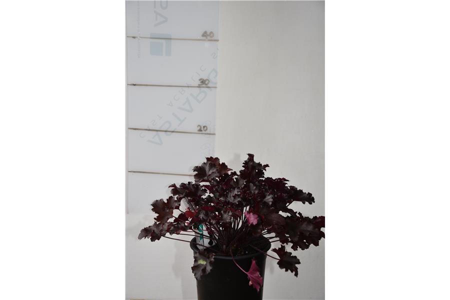Heuchera Black Taffeta