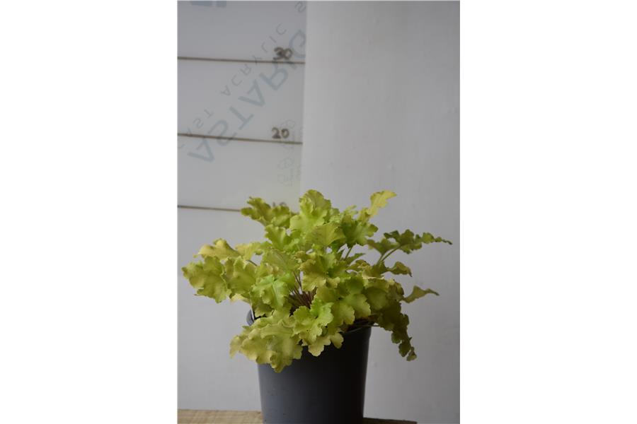 Heuchera Lime Marmalade