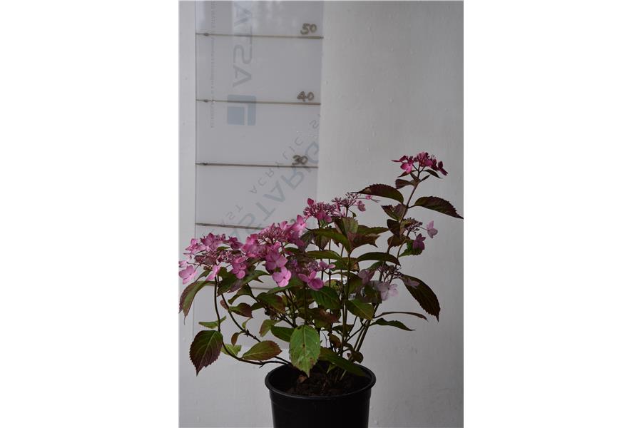 Hydrangea Magic Pillow