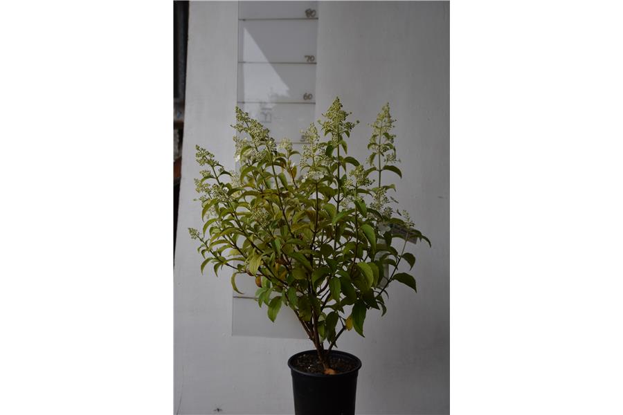Hydrangea paniculata Kyushu