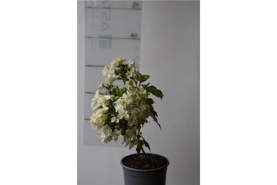 Oak leaved Hydrangea