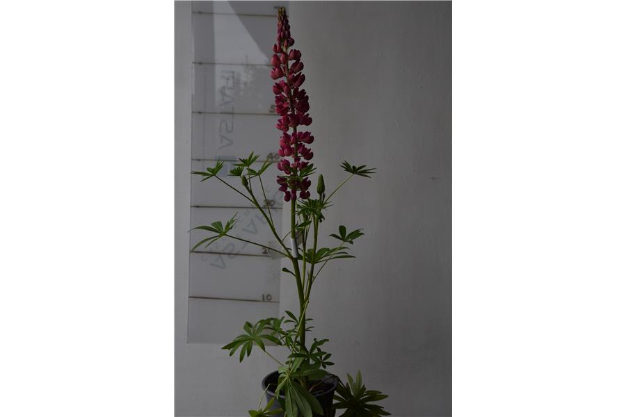 Lupinus nanus Russell Gallery Mix