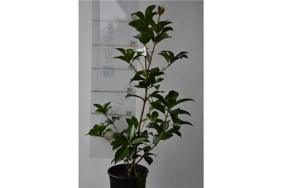 Osmanthus x fortunei