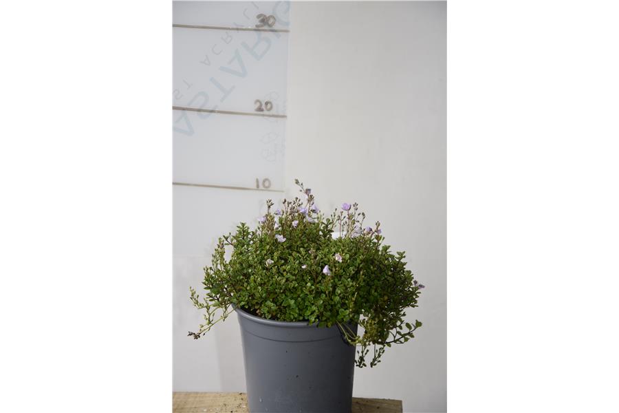 Parahebe catarractae Blue