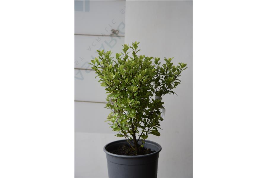 Pittosporum Small Ball