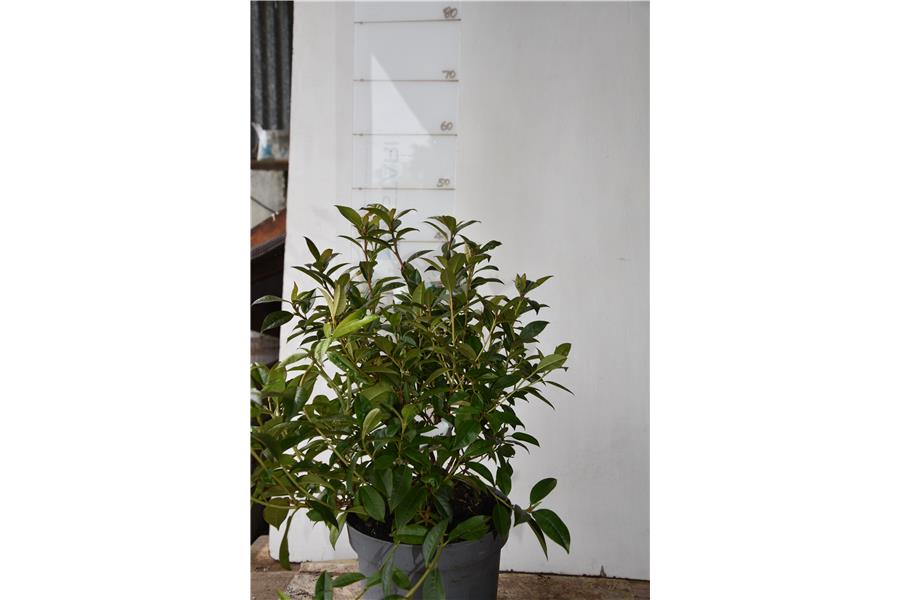 (lutescens x burmanicum)