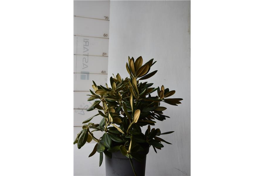 Unknown Warrior x Noya Brave