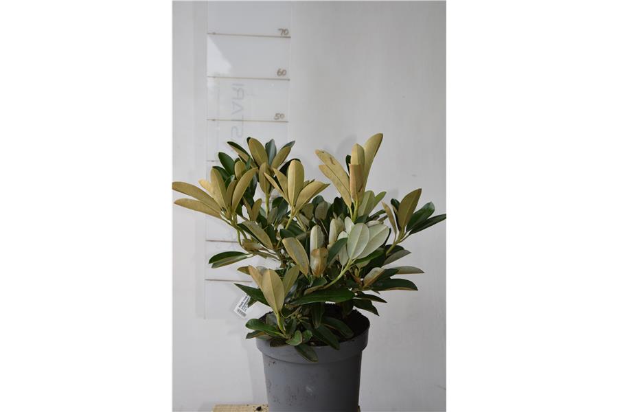 (yakyshimanum x Dido)