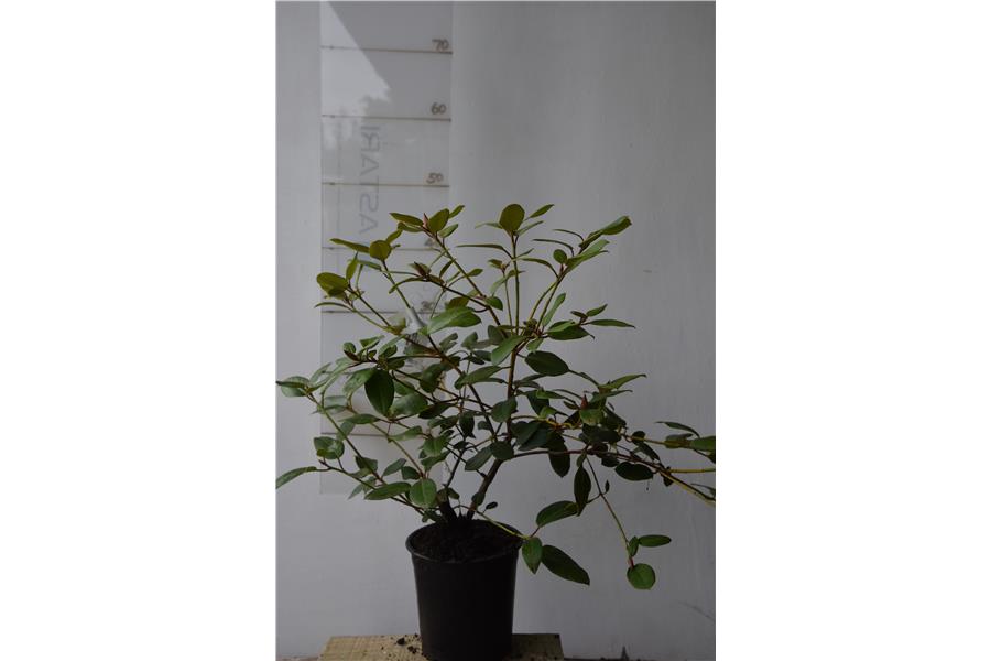 (williamsonianum x griersonianum)