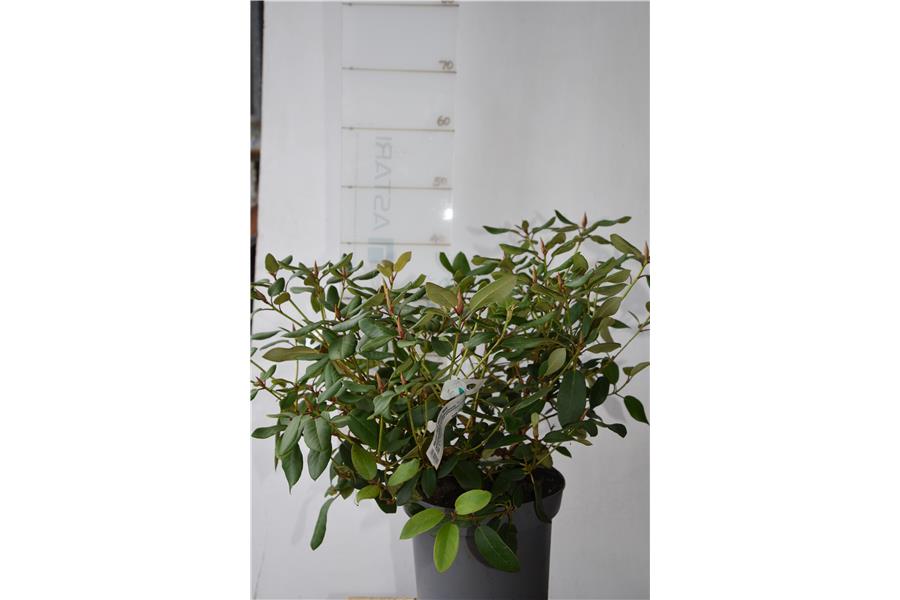 (williamsonianum x griersonianum)