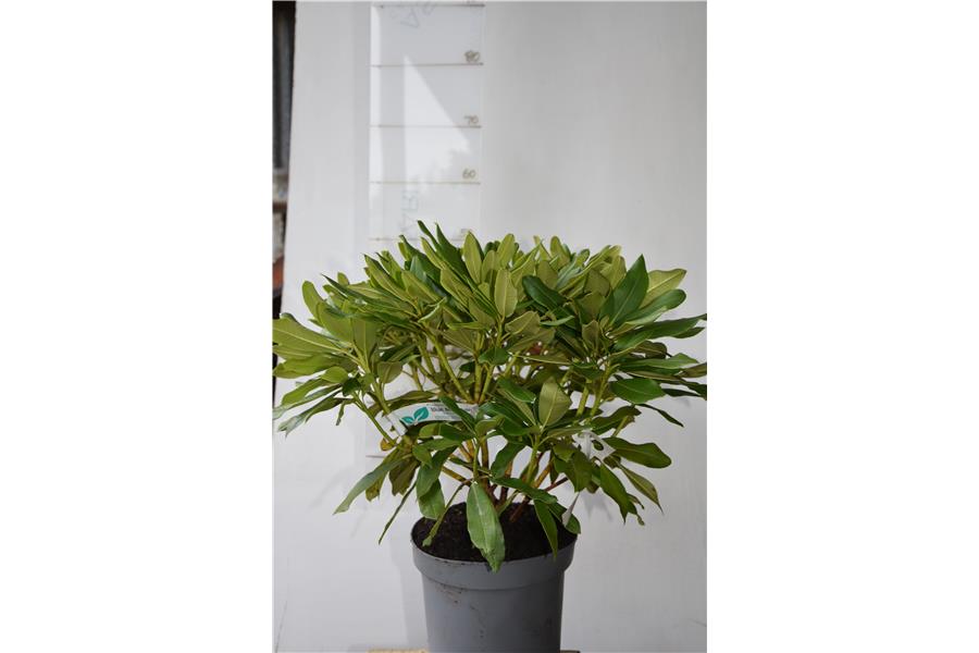 Mrs Lammot Copland x Mary Dream