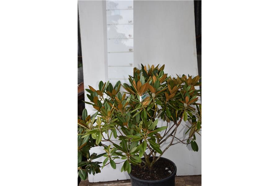 Alice x yakushimanum