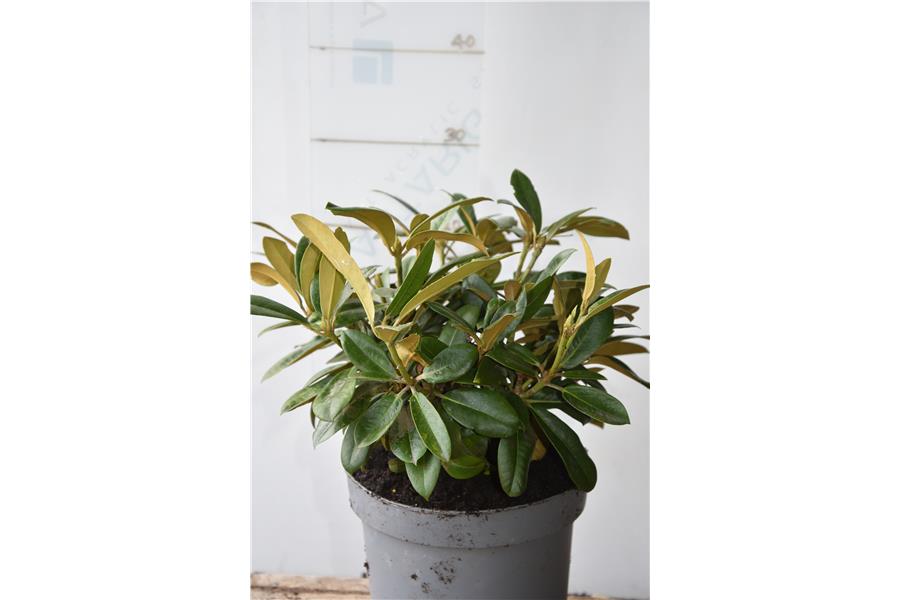 (R. Yak FCC X R. Spitfire)