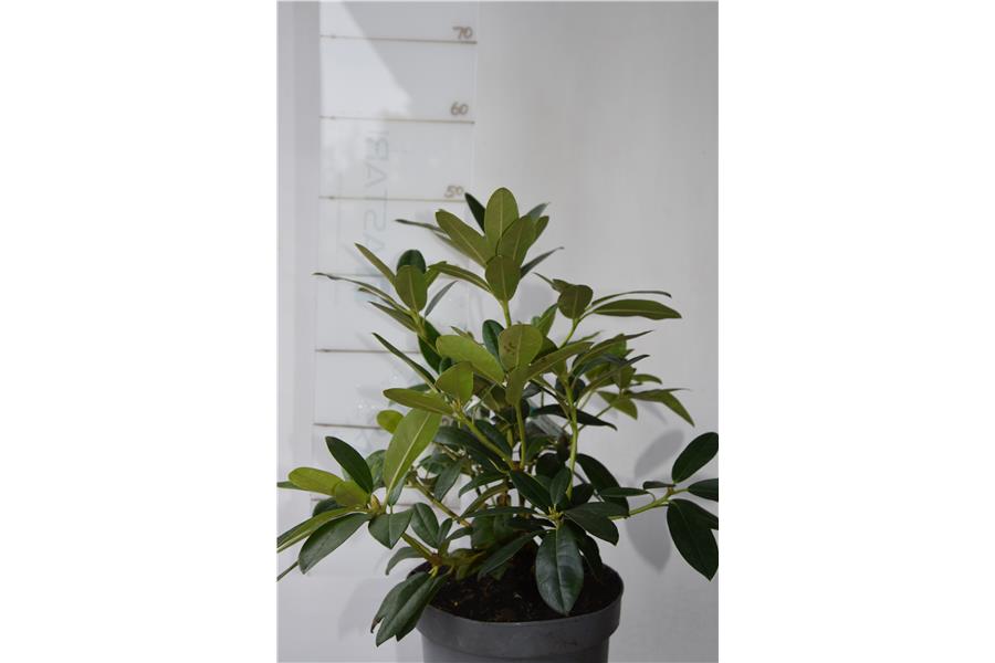 (Yak x Fabia tangarine)