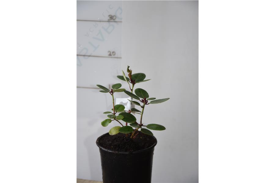 (MOSER'S MAROON X WILLIAMSIANUM)