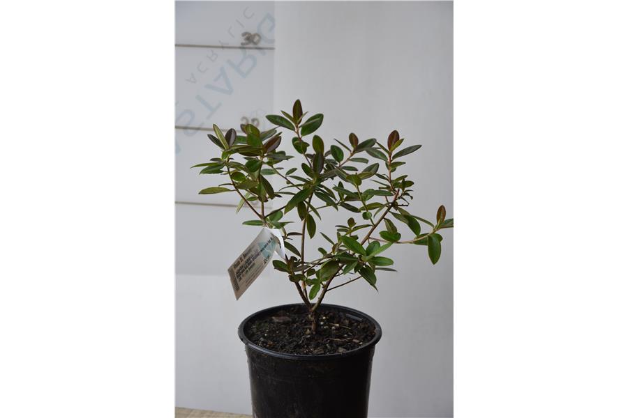 augustinii x impeditum