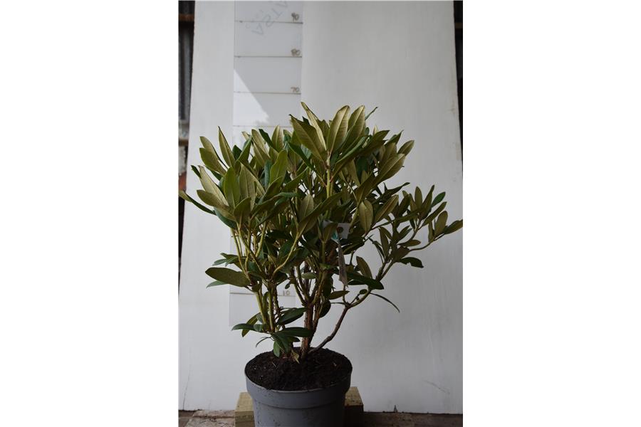 (Fabia x yakushimanum)