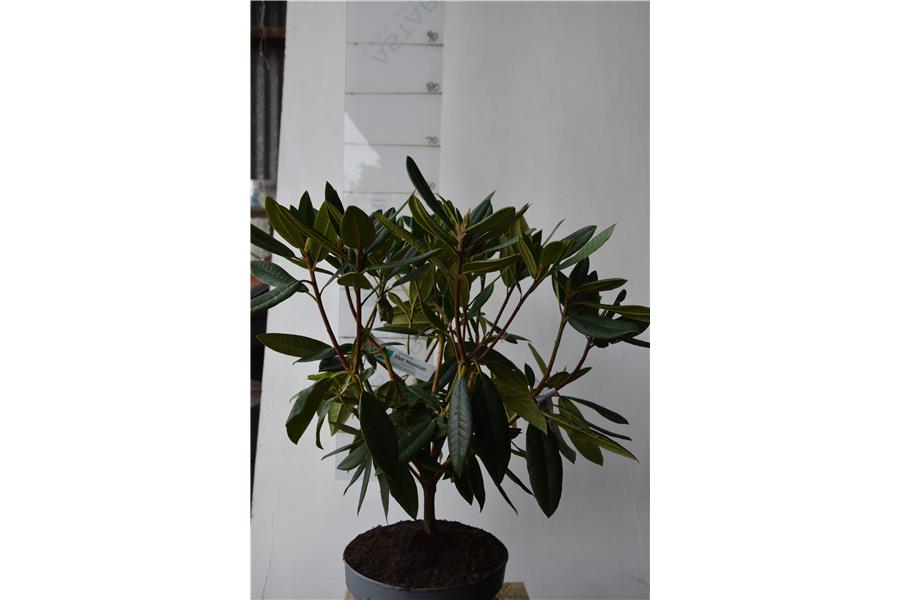 (griersonianum x mars)