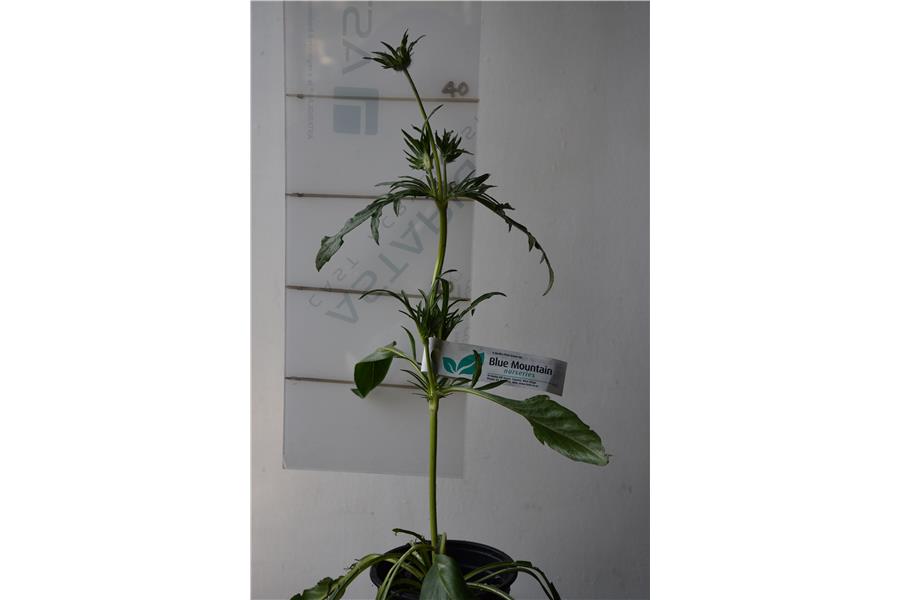 Scabiosa caucasica Fama Deep Blue