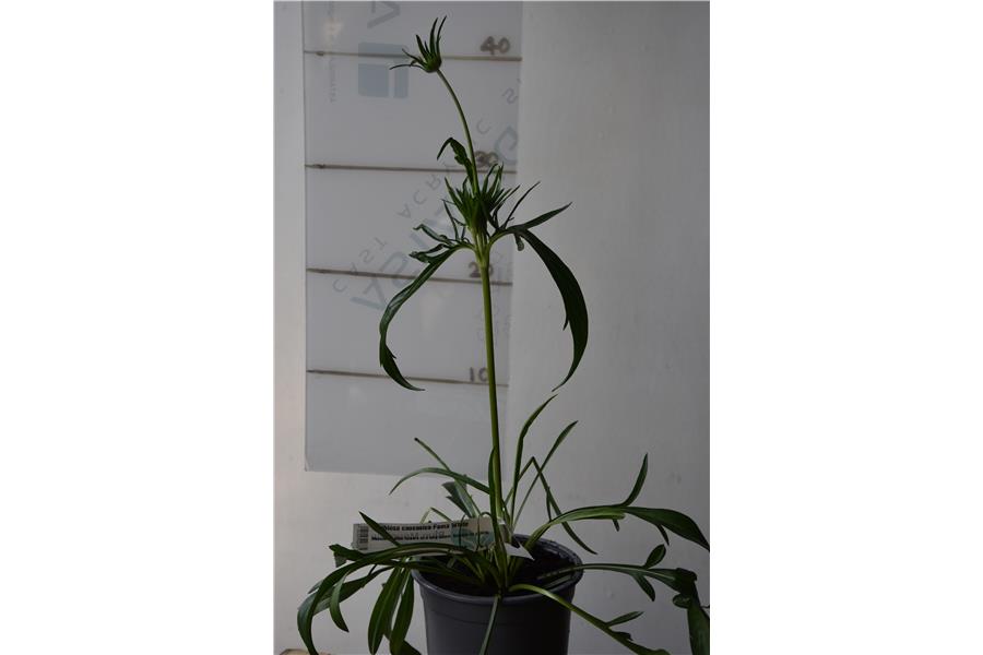 Scabiosa caucasica Fama White