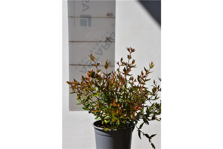 Abelia x grandiflora