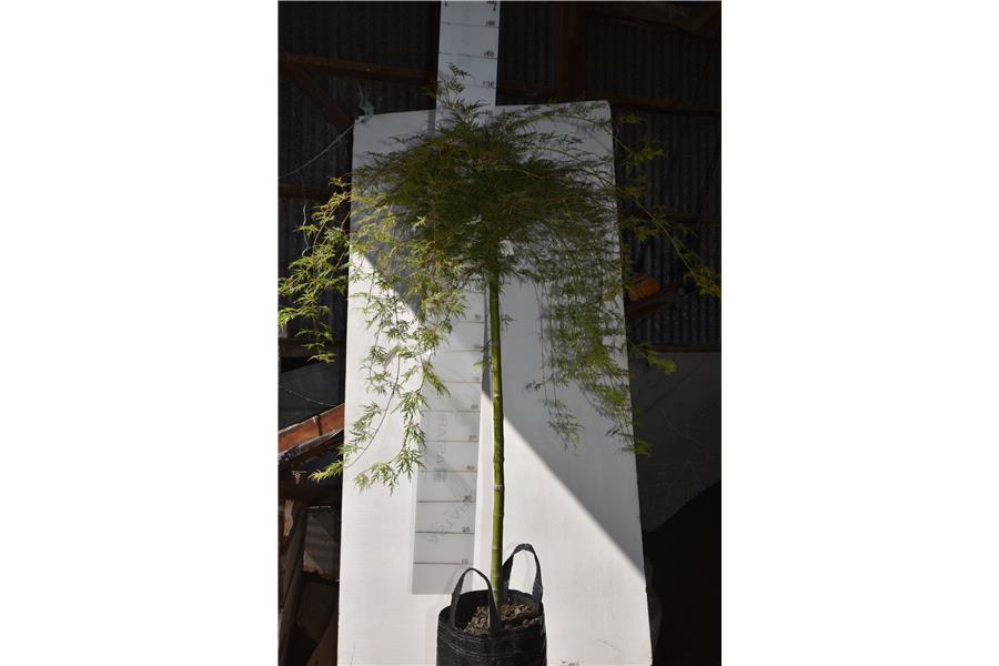 Acer p. Dis. Emerald Lace