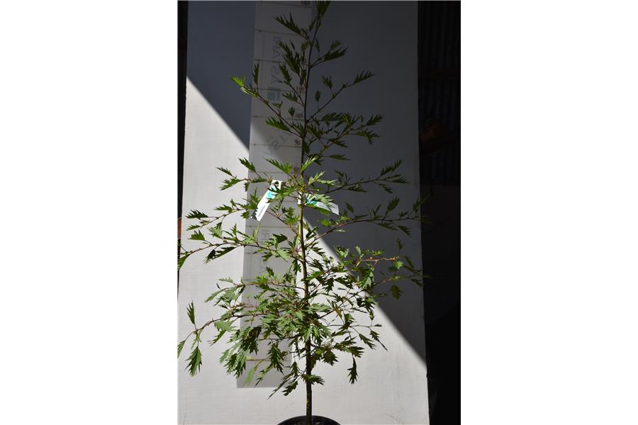 Alnus glutinosa Imperialis