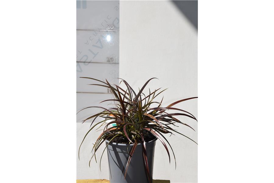 Astelia fragrans Westland