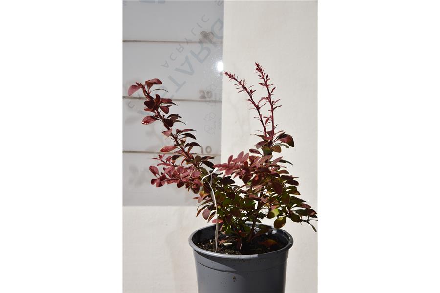 Berberis thunbergii Gold Ring